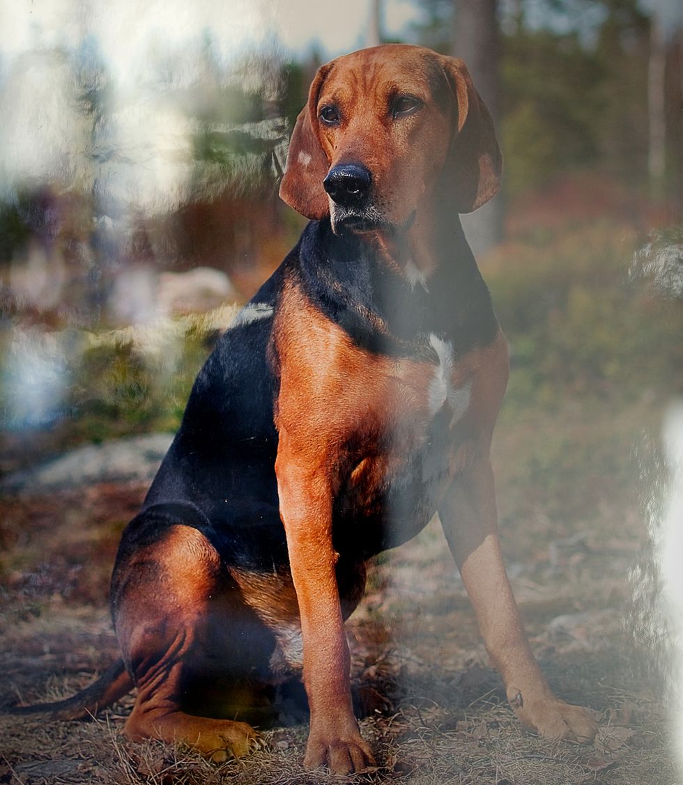 Hunden Nisse blev Stigs räddning i sorgen: