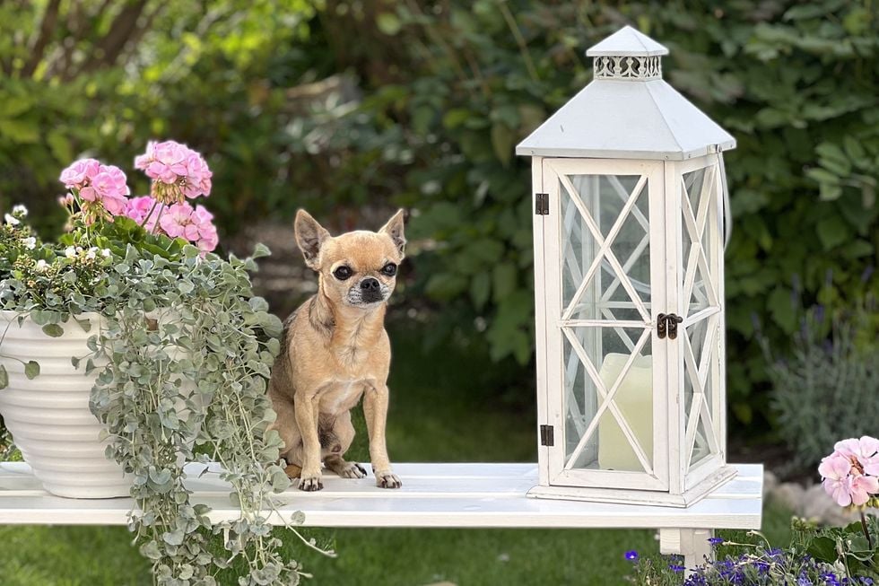 Hunden Tomtom övergavs utanför en affär: