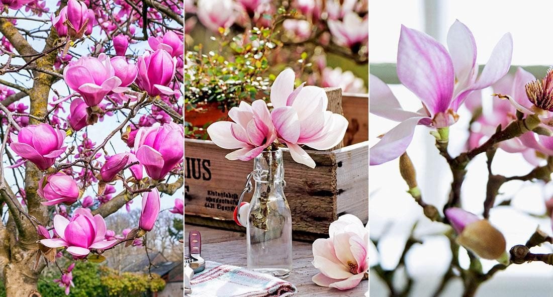 Allt du vill veta om magnolia – plantering, sorter och viktiga skötselråd