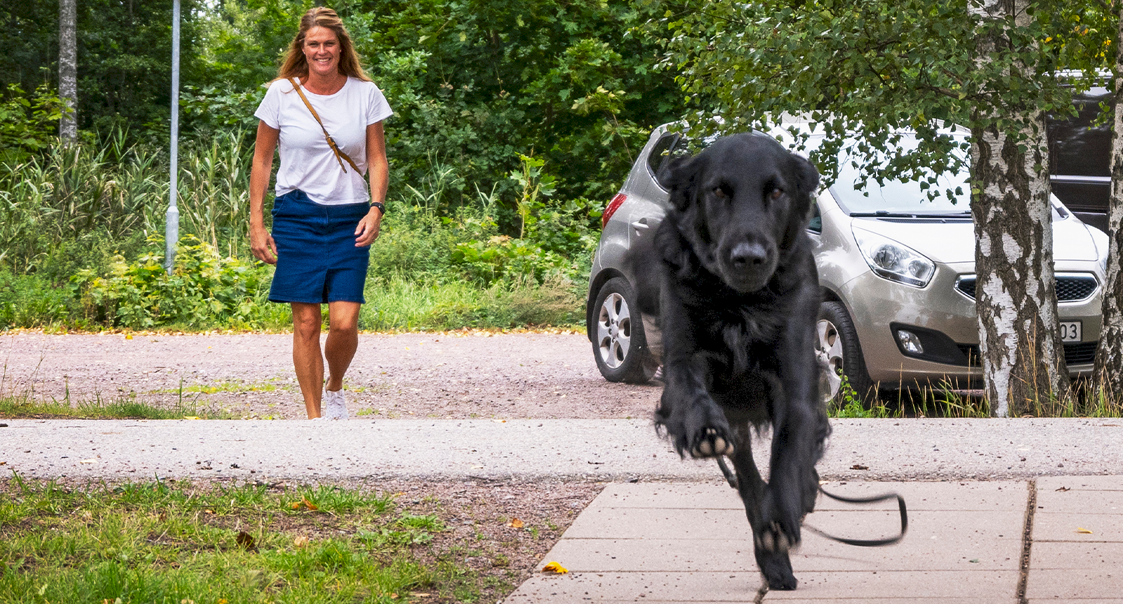 Uno är Årets blodgivarhund 2023 – har räddat livet på 16 andra hundar