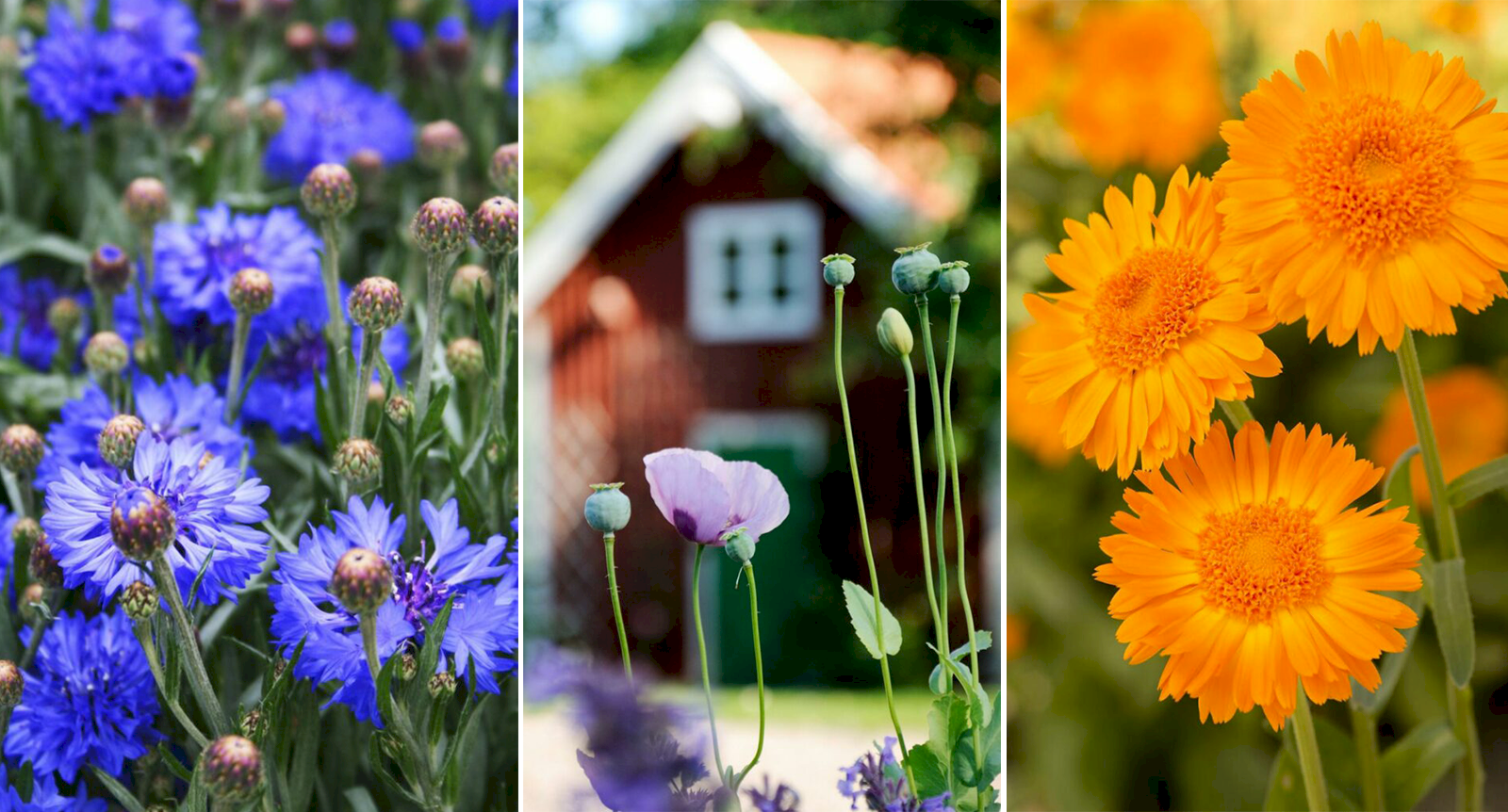 7 blommor du hinner så nu – för en blomstrande sensommar