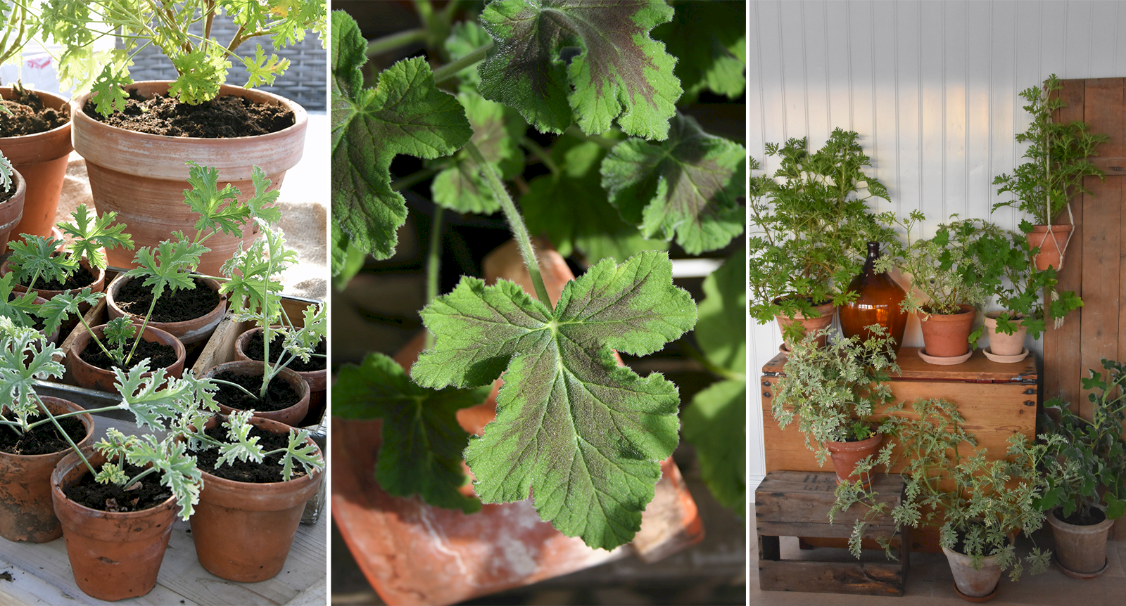 Doftpelargoner: 5 favoritsorter och viktiga skötselråd