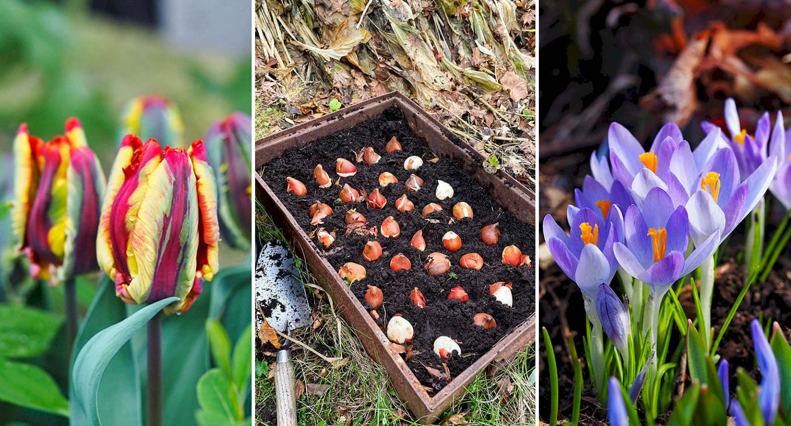 Plantera på hösten för en blomstrande vårträdgård – 3 viktiga planteringstips